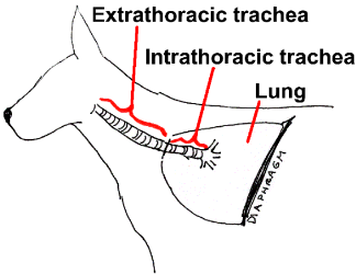 Trachea surgery 2024 for dogs